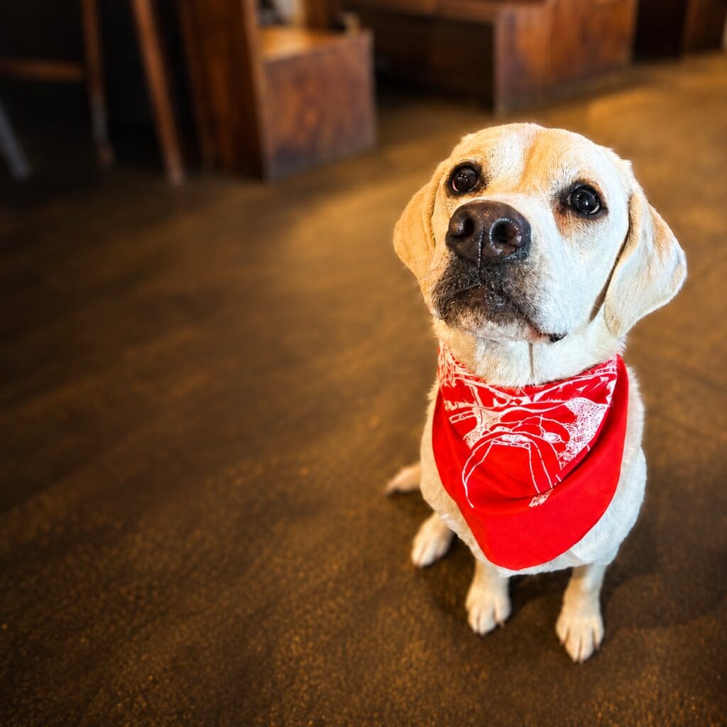 Doggie Bandana