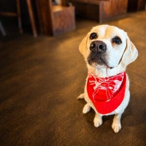 Doggie Bandana