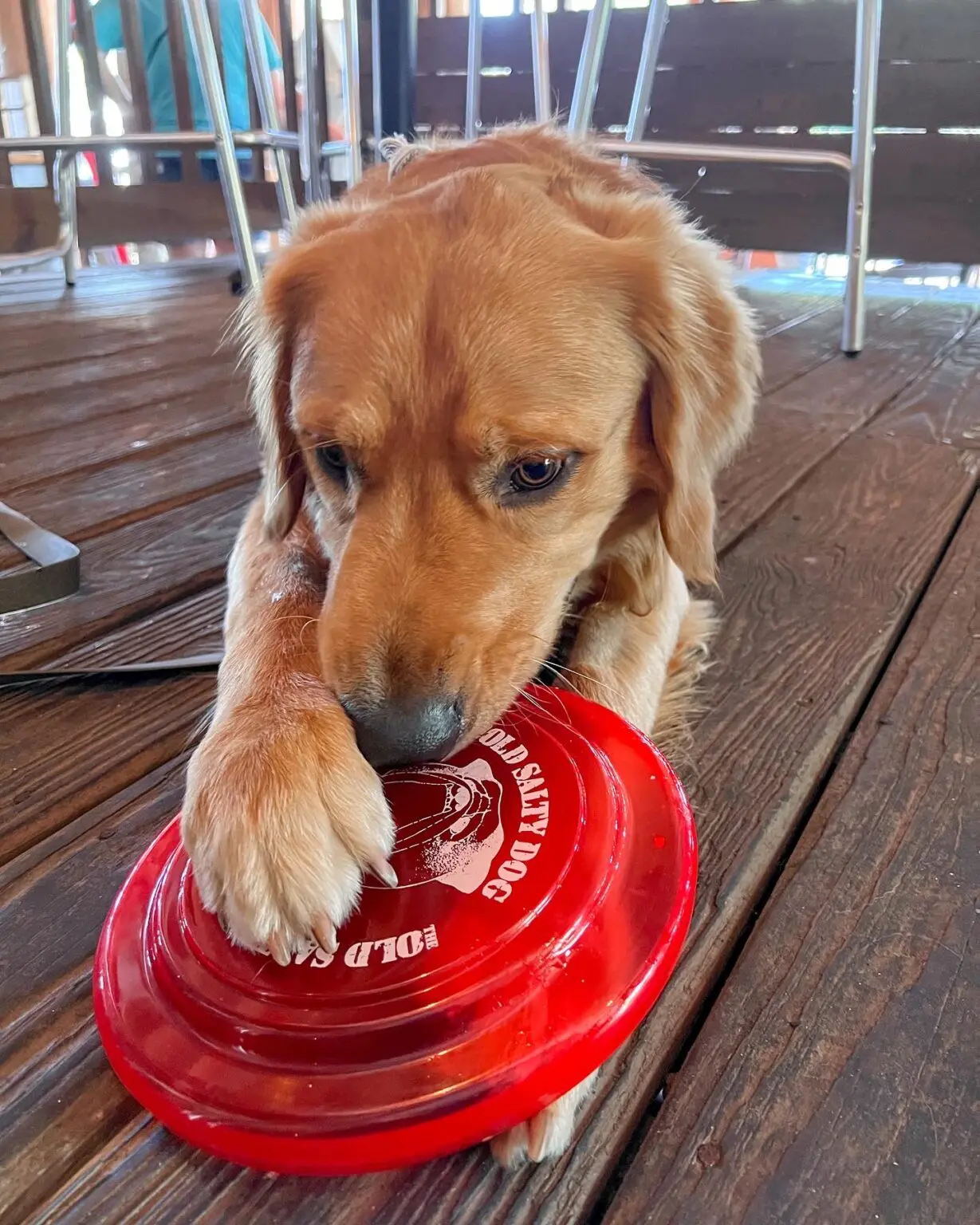 The Old Salty Dog Sarasota - 5zq8feo